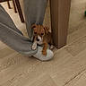 adorable, animal, brown, cozy, cute, dog, floor, foot, home, indoor, legs, person, pet, puppy, sitting, small, sock, touching, white, wooden_floor