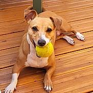 Gaia participe au concours pour gagner de l'argent avec cette photo : dog, tennis_ball, wooden_deck, playing, pet, animal, brown_coat, white_paws, outdoor, happy, looking_at_camera, canine, tongue_hidden, ears_up, daylight, flooring, paws, cute, domestic_animal, friendly