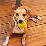 dog, tennis_ball, wooden_deck, playing, pet, animal, brown_coat, white_paws, outdoor, happy, looking_at_camera, canine, tongue_hidden, ears_up, daylight, flooring, paws, cute, domestic_animal, friendly