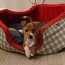 animal, brown, cozy, curious, cute, decor, dog, dog_bed, home, indoor, looking, lying_down, patterned, paws, pet, puppy, red, relaxing, white, wooden_floor