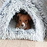 animal, brown_dog, canine, cozy, curious, cute, dog, fluffy, fur, home, indoor, light_gray, pet_bed, puppy, resting, small_dog, snug, soft, wooden_floor, young_dog