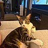 cat, tabby_cat, indoor, couch, living_room, furniture, pet, animal, yellow_eyes, relaxed, fur, whiskers, paw, home, television, controller, soft_lighting, window, sitting, cozy