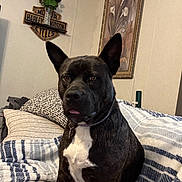 Sadie joined the competition — help win amazing prizes! dog, black_dog, white_chest, pet, bed, blanket, pillow, indoor, wall_art, painting, harley_davidson_sign, furniture, home_decor, ears_up, tongue_out, seated, looking_at_camera, brown_eyes, canine, domestic_animal