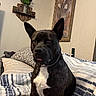 dog, black_dog, white_chest, pet, bed, blanket, pillow, indoor, wall_art, painting, harley_davidson_sign, furniture, home_decor, ears_up, tongue_out, seated, looking_at_camera, brown_eyes, canine, domestic_animal