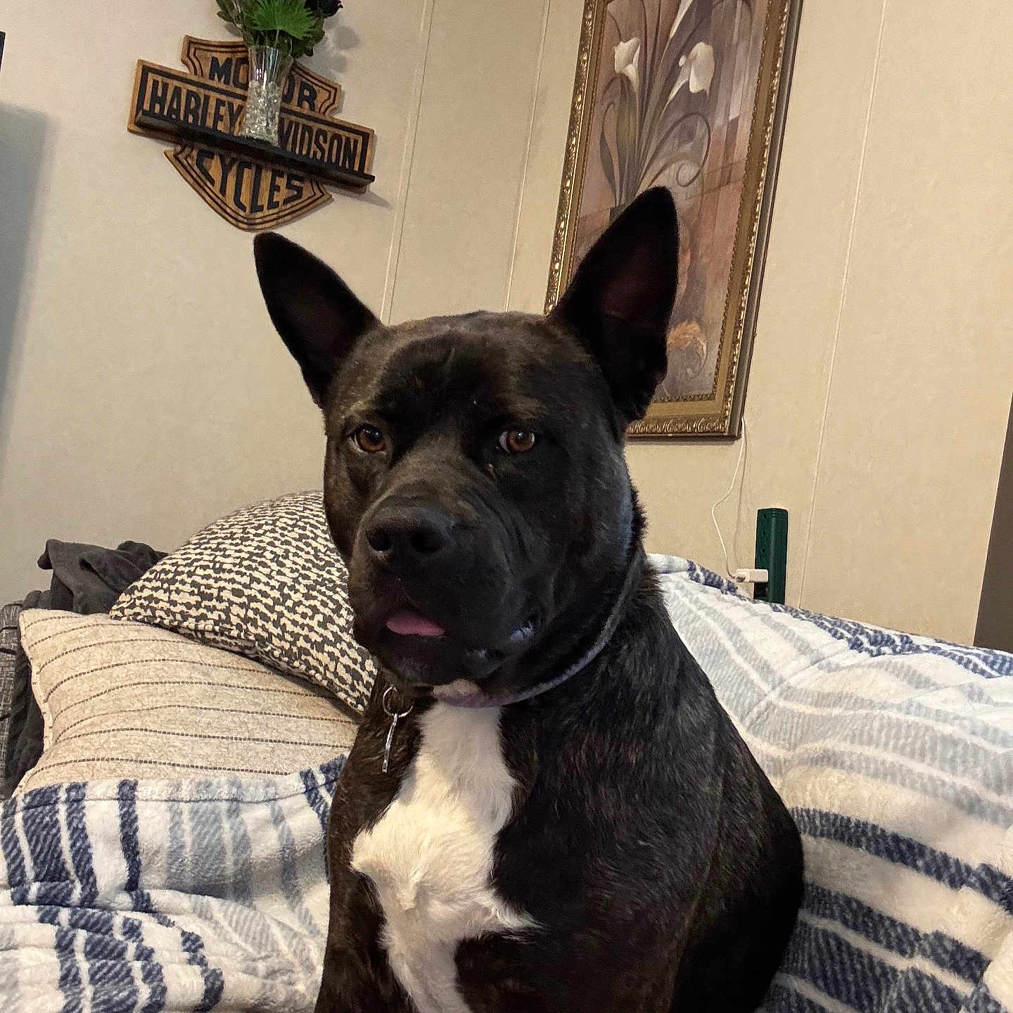 Sadie joined the competition — help win amazing prizes! dog, black_dog, white_chest, pet, bed, blanket, pillow, indoor, wall_art, painting, harley_davidson_sign, furniture, home_decor, ears_up, tongue_out, seated, looking_at_camera, brown_eyes, canine, domestic_animal