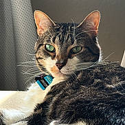 Speedy is registered to the contest to win money with this photo: cat, tabby_cat, green_eyes, whiskers, fur, collar, pet, indoor, closeup, relaxed, resting, animal, mammal, striped_fur, white_fur, face, portrait, domestic_cat, cute, feline