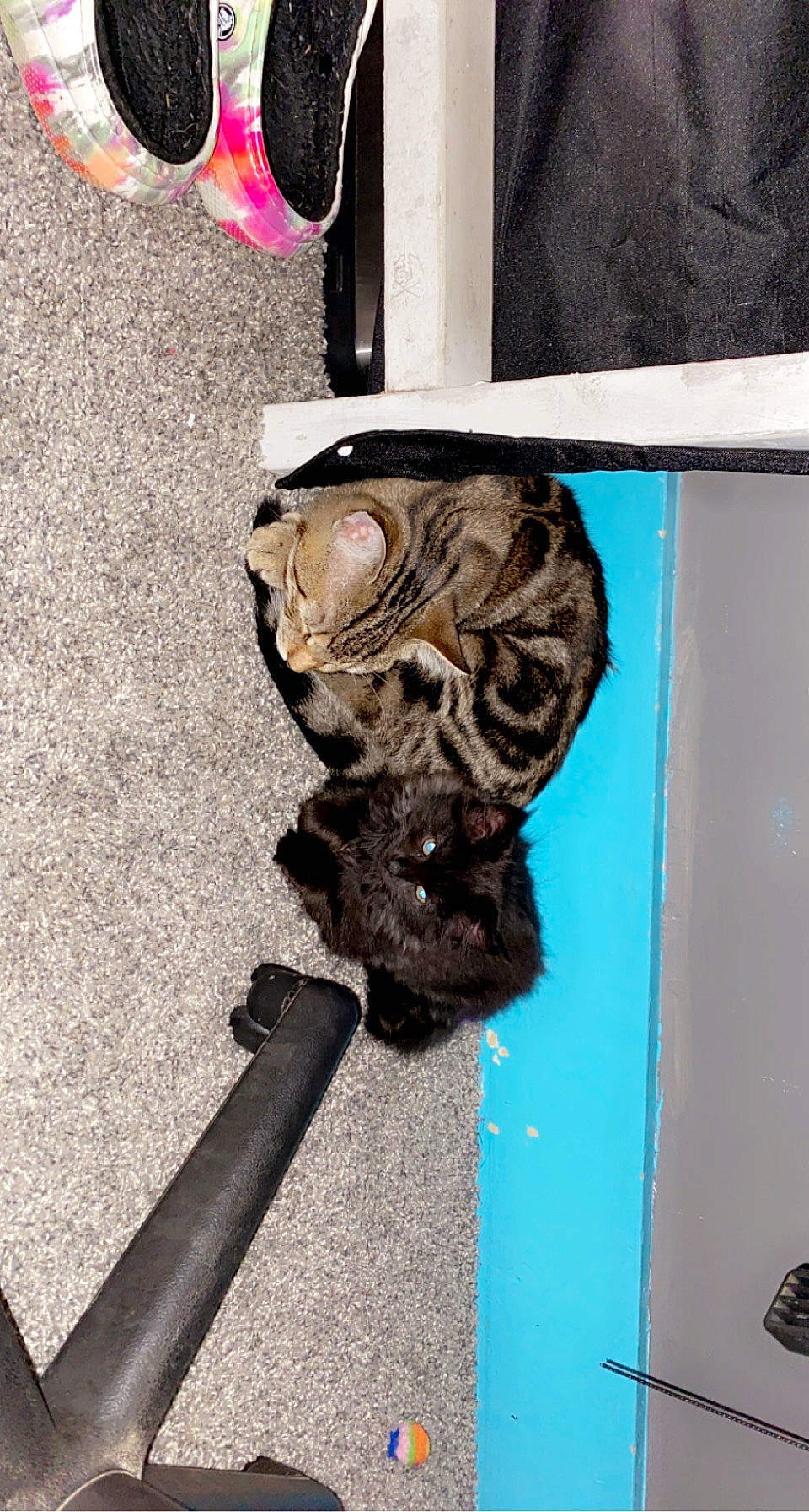 Paco is registered to the contest to win money with this photo: art, artifact, door, eyewear, fashion_accessory, felidae, font, foot, fur, metal, primate, sculpture, small_to_medium_sized_cats, snout, sporting_group, tail, visual_arts, wood