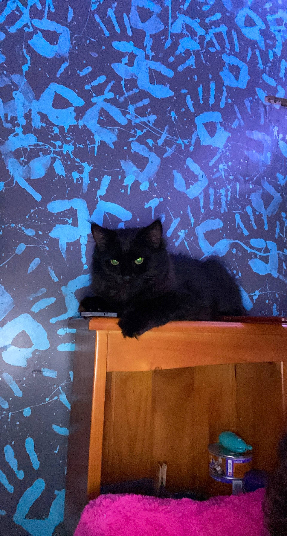 Paco is registered to the contest to win money with this photo: black_cat, blue, bombay, carnivore, cat, electric_blue, felidae, grey, plant, purple, small_to_medium_sized_cats, snout, textile, tints_and_shades, tree, vertebrate, wall, water_bottle, whiskers, wood