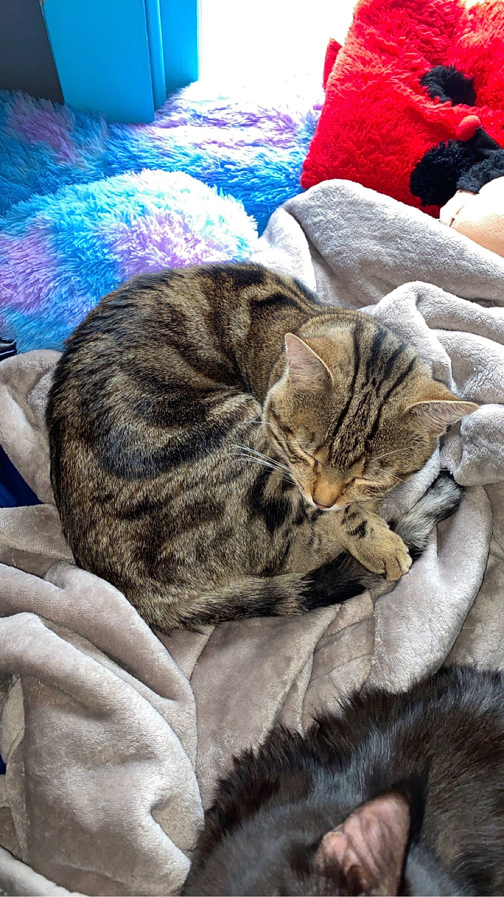 Skitz is registered to the contest to win money with this photo: carnivore, cat, claw, comfort, domestic_short_haired_cat, felidae, fur, grey, hug, linens, nap, paw, sand, small_to_medium_sized_cats, snout, tail, terrestrial_animal, whiskers, wildlife, wrinkle