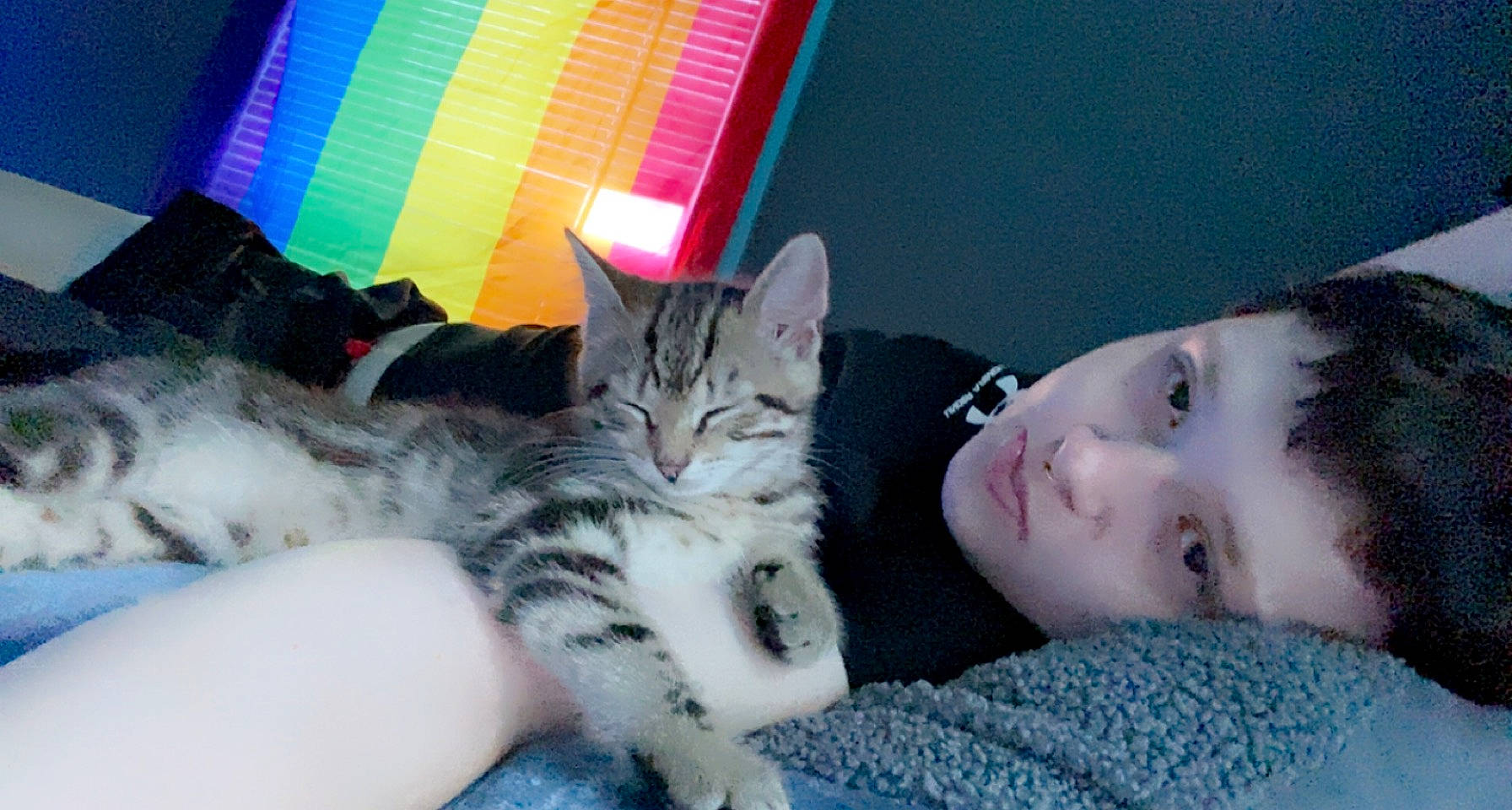 Skitz is registered to the contest to win money with this photo: air_sports, balloon, bed, carnivore, cat, claw, comfort, domestic_short_haired_cat, felidae, fur, gesture, lap, magenta, nap, nose, paw, small_to_medium_sized_cats, tail, whiskers