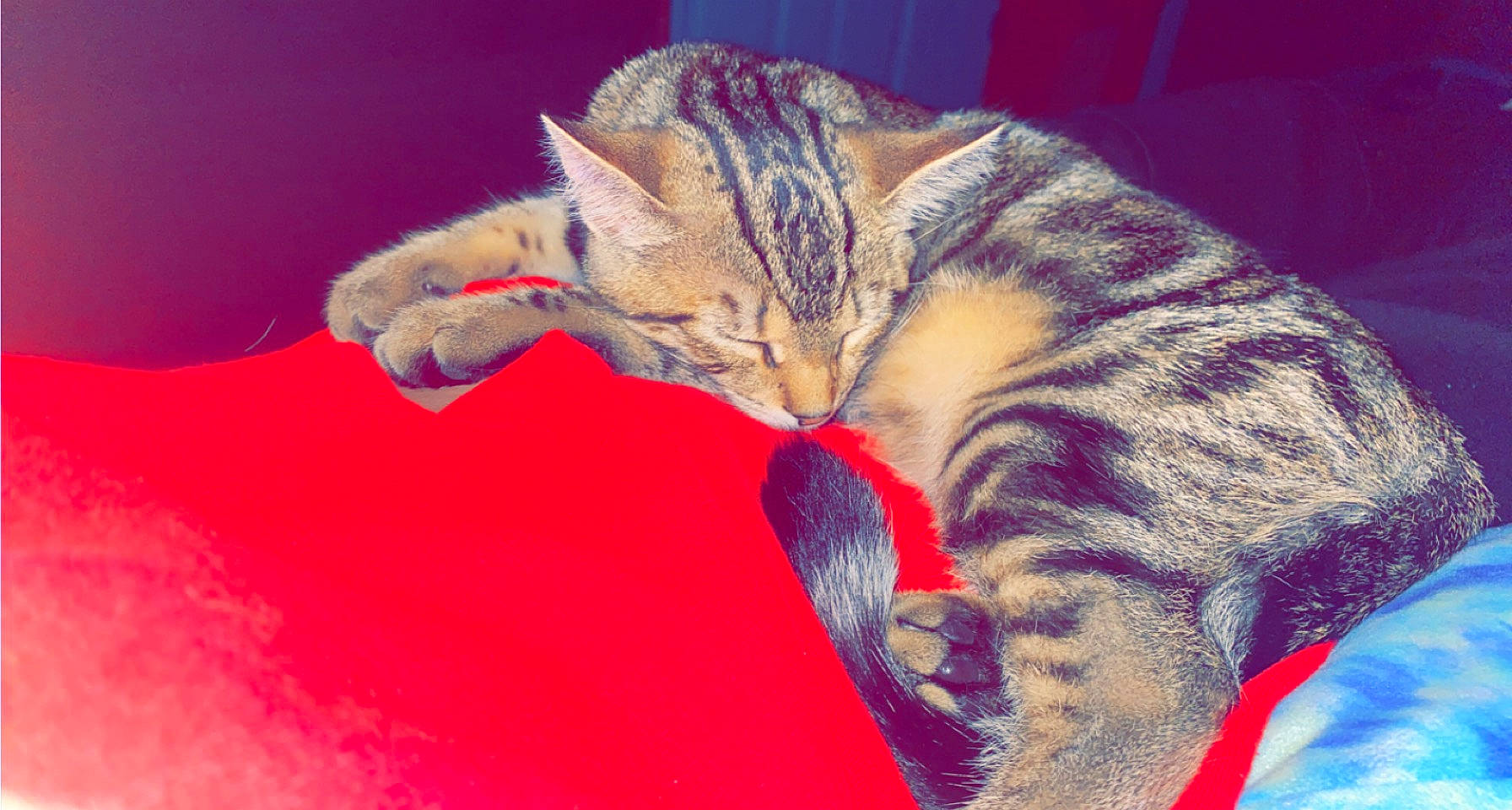 Skitz is registered to the contest to win money with this photo: carnivore, cat, claw, comfort, domestic_short_haired_cat, ear, event, fawn, felidae, fur, love, nap, paw, sky, sleep, small_to_medium_sized_cats, snout, tail, whiskers, wildlife