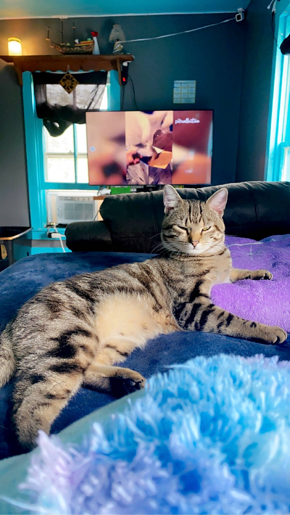 Skitz joined the competition — help win amazing prizes! bed, blue, carnivore, cat, comfort, couch, curtain, domestic_short_haired_cat, felidae, fur, green, houseplant, lamp, light, picture_frame, room, small_to_medium_sized_cats, television, textile, whiskers