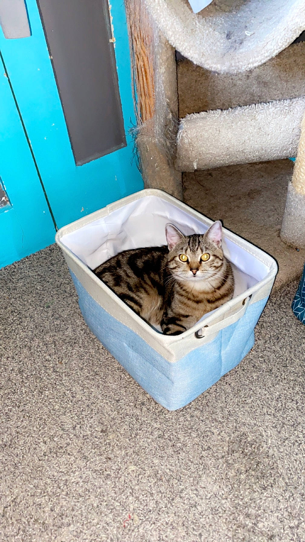 Skitz is registered to the contest to win money with this photo: blue, carnivore, cat, cat_supply, comfort, domestic_short_haired_cat, door, felidae, flooring, fur, rectangle, small_to_medium_sized_cats, terrestrial_animal, vertebrate, whiskers, wood