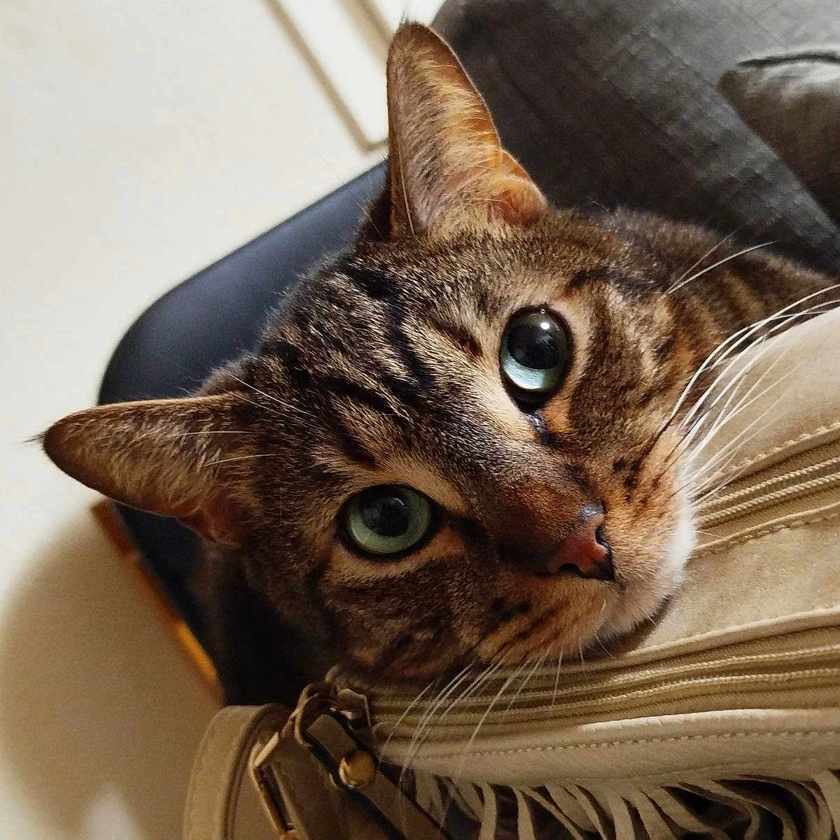 Tenshi a rejoint le concours — aidez-le/la à gagner de superbes lots ! abyssinian, accessories, animal, armchair, backpack, bag, baggage, cat, chair, couch, cushion, furniture, handbag, homedecor, kitten, manx, person, pet, sleeping, suitcase