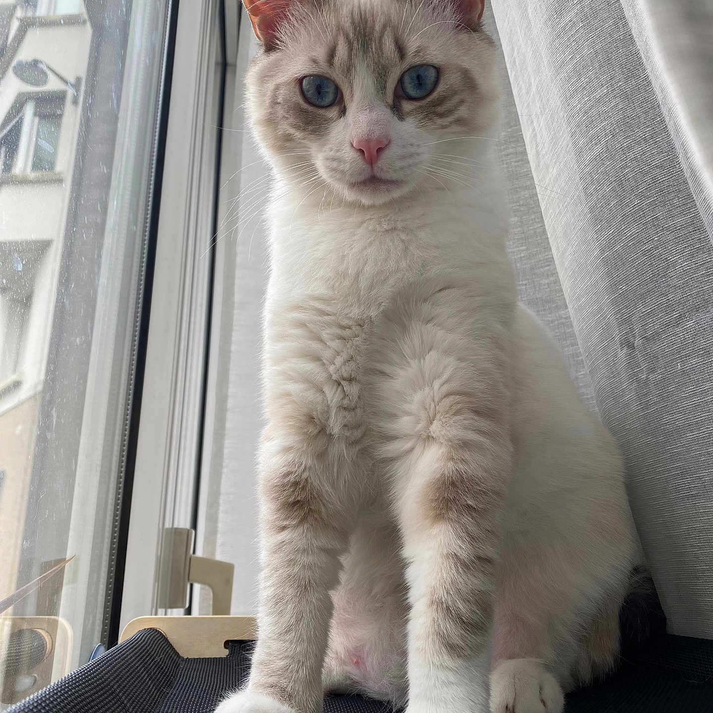 Kuma a rejoint le concours — aidez-le/la à gagner de superbes lots ! abyssinian, angora, animal, cat, curtain, kitten, manx, pet, siamese, white, window, windowsill