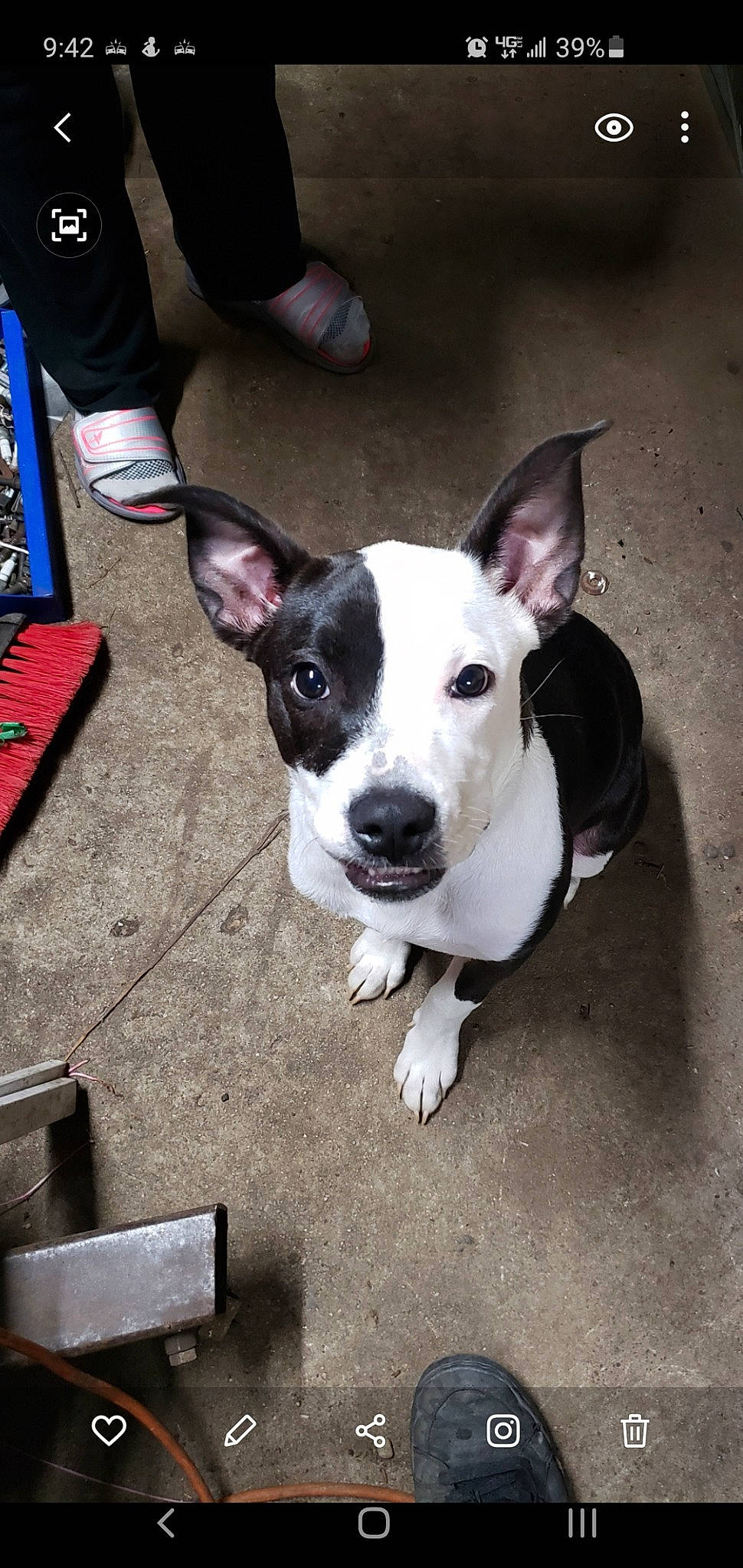 Stormy is registered to the contest to win money with this photo: american_pit_bull_terrier, american_staffordshire_terrier, bull_and_terrier, canidae, carnivore, companion_dog, dog, dog_breed, fawn, feist, mammal, non_sporting_group, old_english_terrier, pit_bull, rare_breed_dog, snout, sporting_group, vertebrate