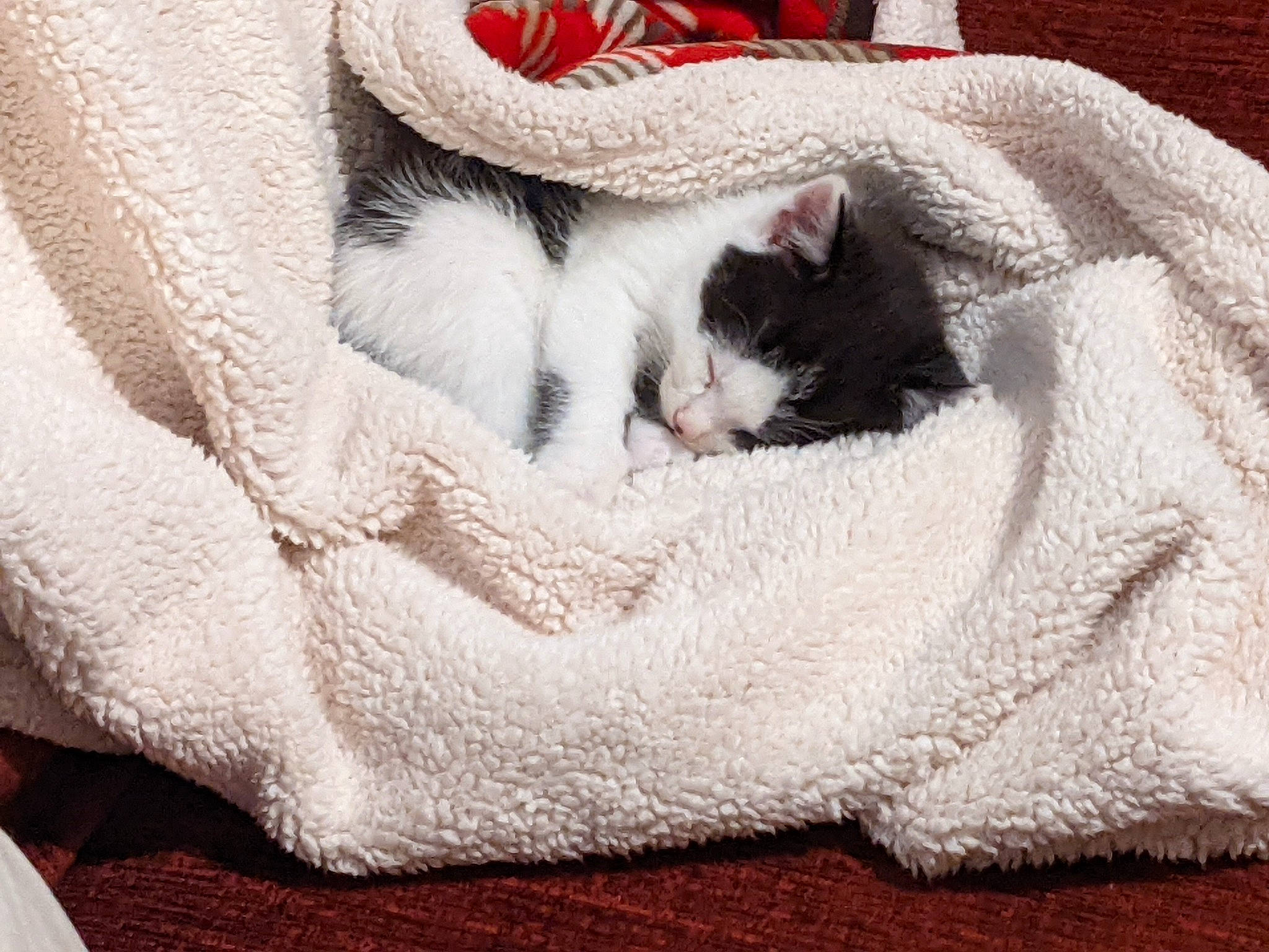 Jynx is registered to the contest to win money with this photo: bed, bedding, carnivore, cat, cat_bed, cat_supply, claw, comfort, domestic_short_haired_cat, fawn, felidae, fur, grey, linens, nap, paw, small_to_medium_sized_cats, snout, tail, whiskers