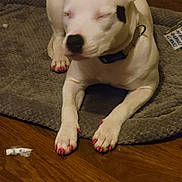 Holonda joined the competition — help win amazing prizes! dog, white_dog, black_spot, nail_polish, pink_nails, pet_bed, gray_mat, wooden_floor, resting, indoor, collar, animal, paw, close_up, domestic_dog, sleeping, quiet, relaxed, canine, house_pet