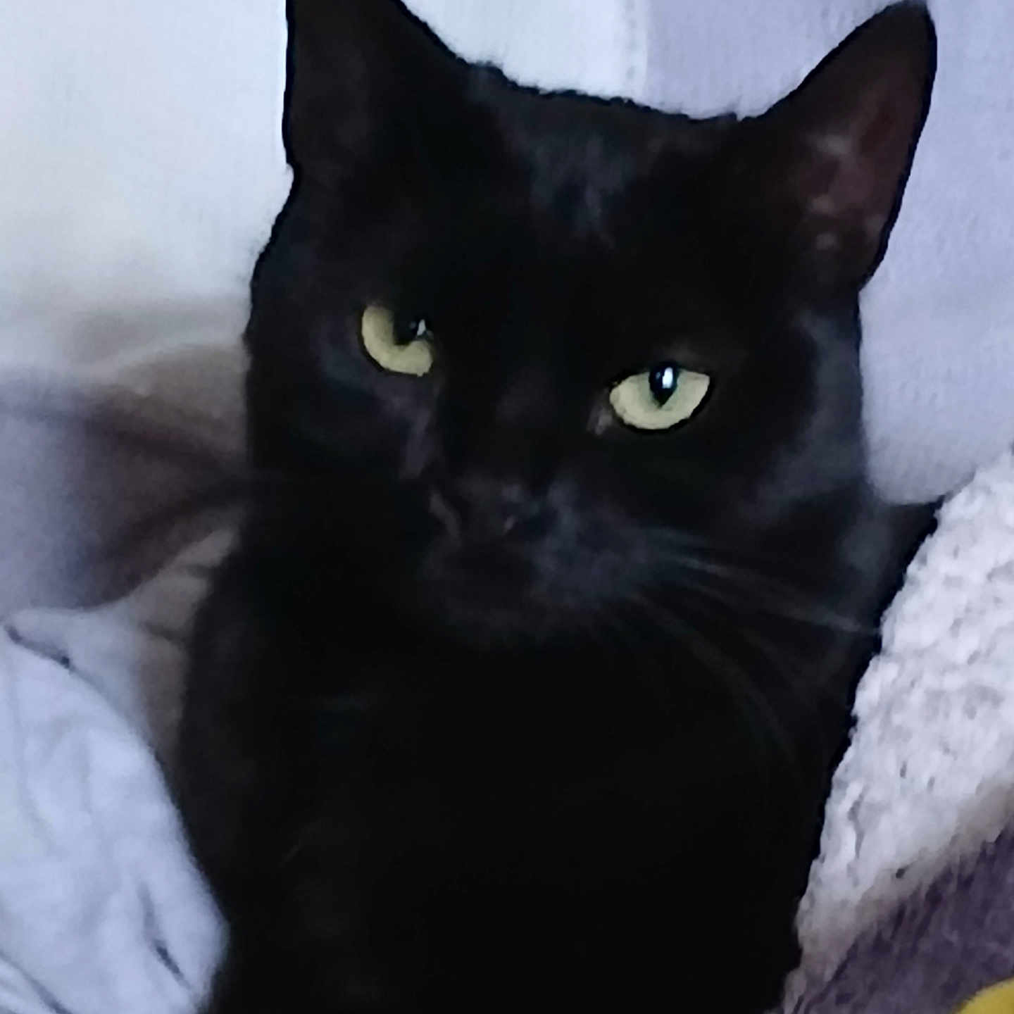 Om Pepette participe au concours pour gagner de l'argent avec cette photo : animal, black_cat, blanket, cat, closeup, cozy, cute, domestic_animal, ears, feline, fur, green_eyes, indoor, pet, portrait, relaxing, resting, soft, texture, whiskers