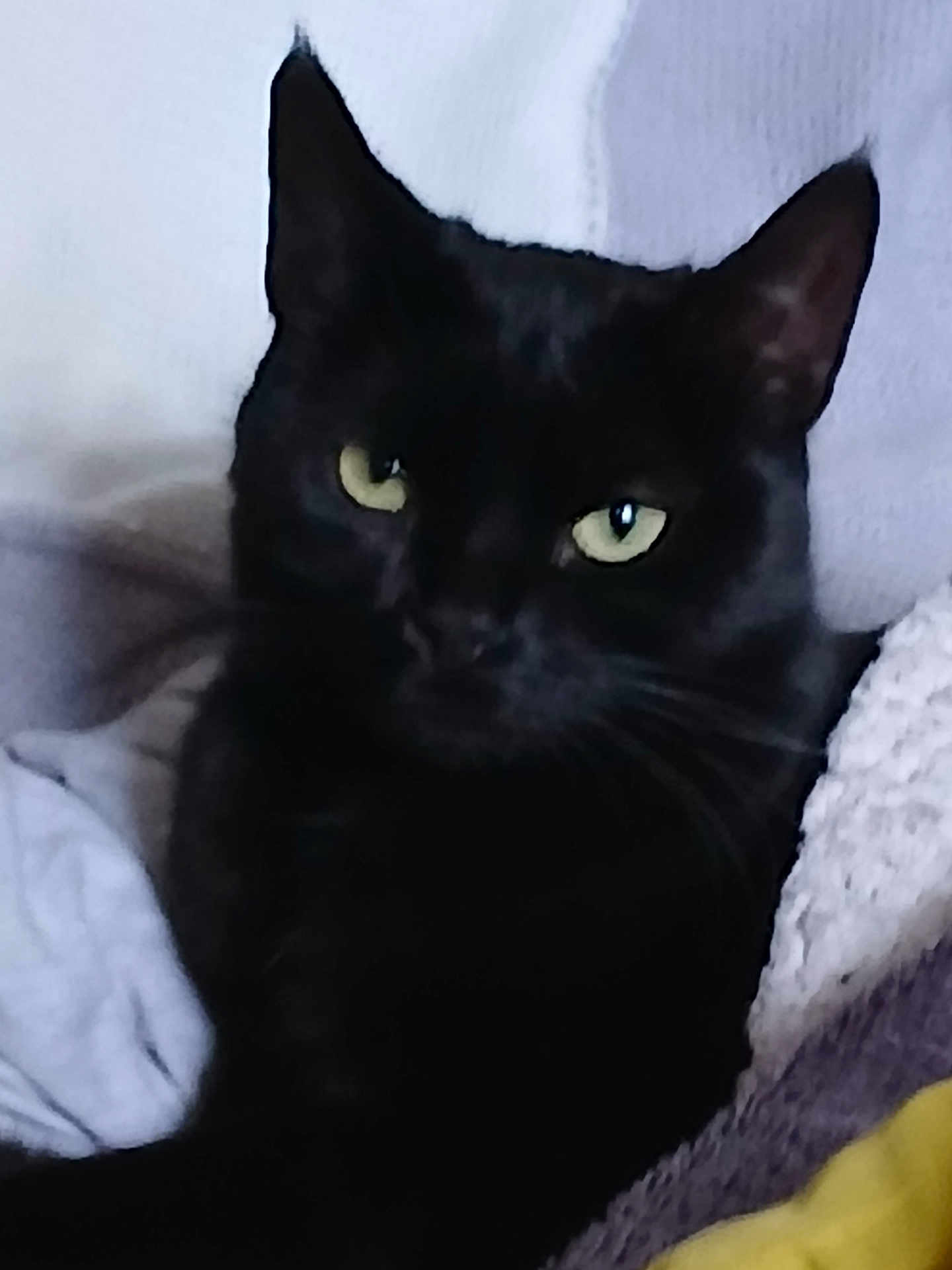 Om Pepette participe au concours pour gagner de l'argent avec cette photo : cat, black_cat, pet, animal, feline, green_eyes, whiskers, ears, fur, closeup, indoor, blanket, cozy, resting, portrait, cute, domestic_animal, relaxing, soft, texture
