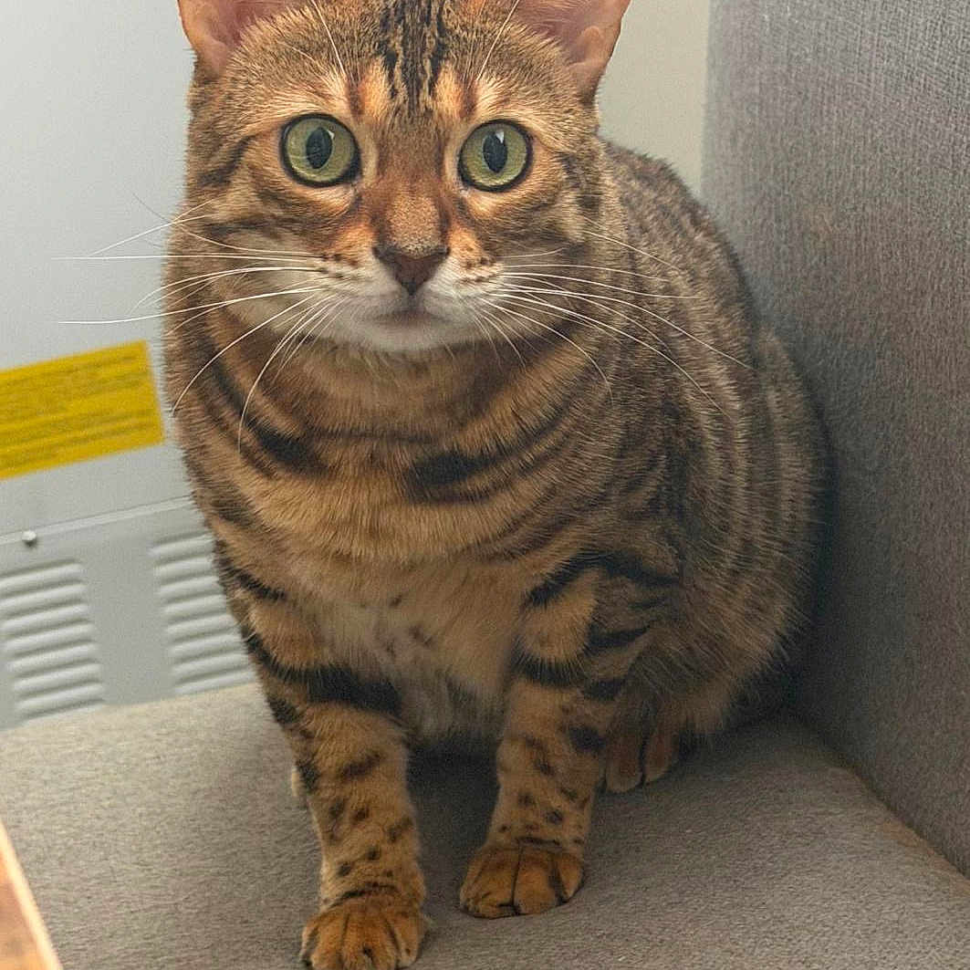 Nala is registered to the contest to win money with this photo: alert, animal, bengal_cat, cat, close_up, curious, domestic_cat, ears, feline, food, gray_fabric, green_eyes, household, indoor, kibble, pet, sitting, striped, tabby, whiskers