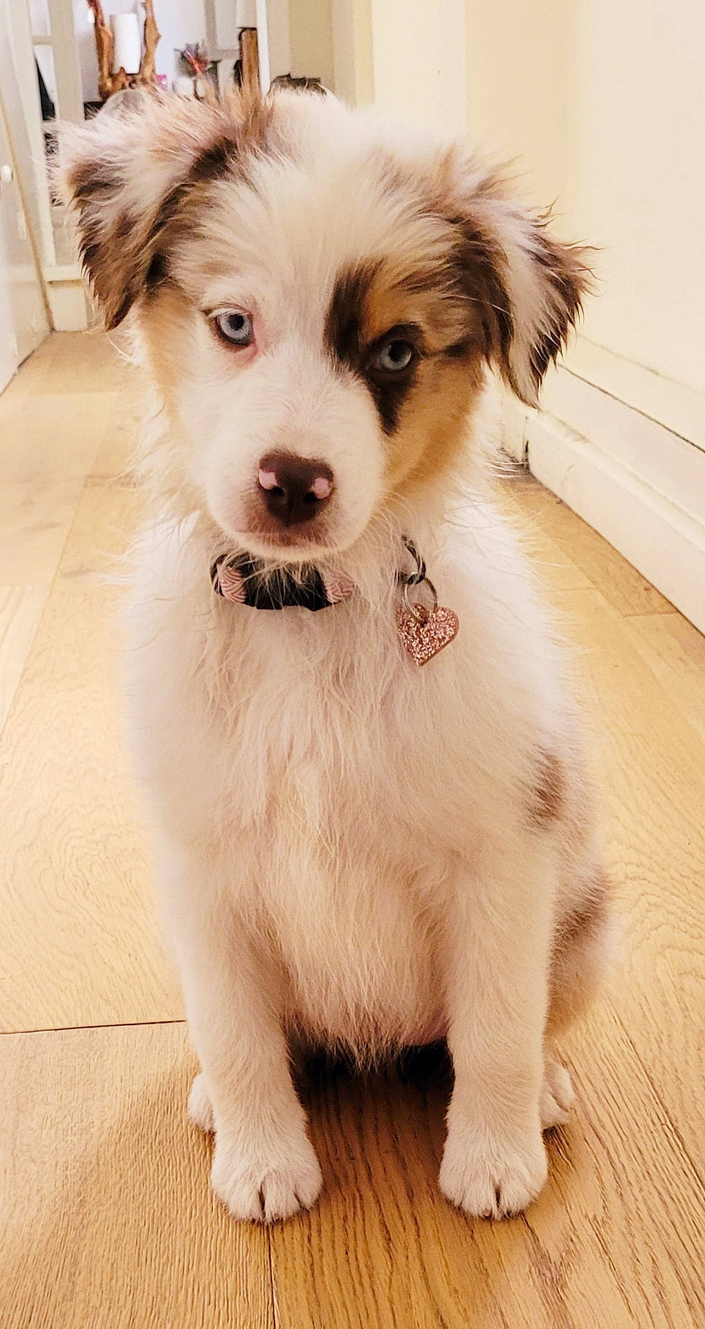 Aloha a rejoint le concours — aidez-le/la à gagner de superbes lots ! adorable, animal, blue_eyes, canine, collar, companion, cute, dog, domestic_animal, fluffy, fur, heart_tag, indoor, looking_at_camera, pet, portrait, puppy, sitting, wooden_floor, young_dog