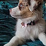 dog, puppy, blue_eyes, fur, collar, bed, blanket, indoor, pet, animal, side_view, cute, relaxed, domestic, canine, cozy, comfort, mammal, young, resting