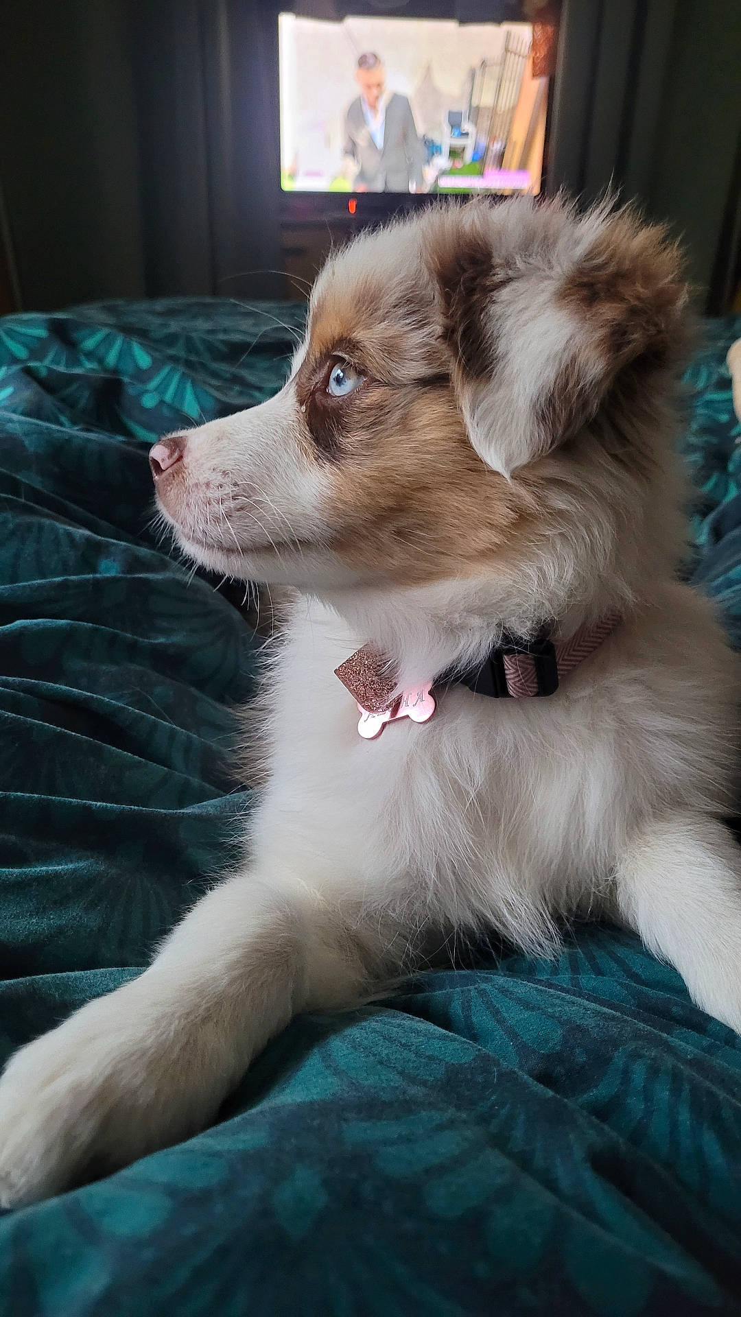 Aloha participe au concours pour gagner de l'argent avec cette photo : animal, bed, blanket, blue_eyes, canine, collar, comfort, cozy, cute, dog, domestic, fur, indoor, mammal, pet, puppy, relaxed, resting, side_view, young