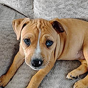 Pearl joined the competition — help win amazing prizes! puppy, dog, blue_eyes, brown_fur, blanket, laying_down, pet, cute, young, indoor, animal, fur, paw, nose, whiskers, looking_up, close_up, relaxed, adorable, companion