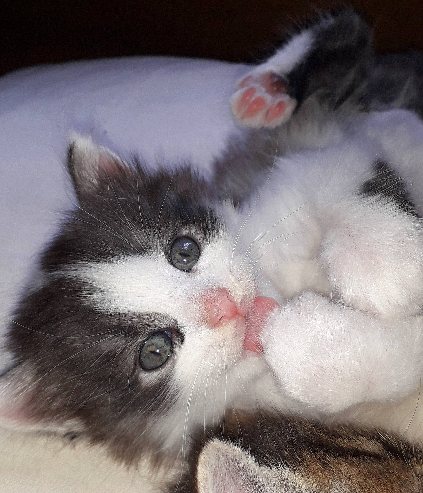 Choupy a rejoint le concours — aidez-le/la à gagner de superbes lots ! carnivore, cat, felidae, fur, iris, natural_material, paw, small_to_medium_sized_cats, snout, terrestrial_animal, vertebrate, whiskers