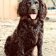 Doobie is registered to the contest to win money with this photo: dog, black_dog, curly_fur, tongue_out, sitting, outdoor, dirt_ground, collar, pet, animal, fur, canine, portrait, brown_eyes, cute, obedient, looking_at_camera, nature, daylight, backyard
