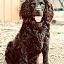 dog, black_dog, curly_fur, tongue_out, sitting, outdoor, dirt_ground, collar, pet, animal, fur, canine, portrait, brown_eyes, cute, obedient, looking_at_camera, nature, daylight, backyard
