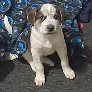 Bandit is registered to the contest to win money with this photo: puppy, dog, pet, blanket, carpet, indoor, cute, young, white_fur, brown_patches, animal, sitting, looking, curious, floor, cozy, soft, background, patterned_blanket, domestic
