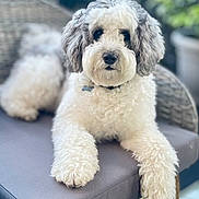 Benji joined the competition — help win amazing prizes! animal, blurred_background, companion, curly_fur, cushion, dog, domestic_animal, fur, furniture, gray_fur, greenery, looking_at_camera, outdoor, paw, pet, portrait, relaxed, snout, white_fur, wicker_chair