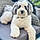 Benji