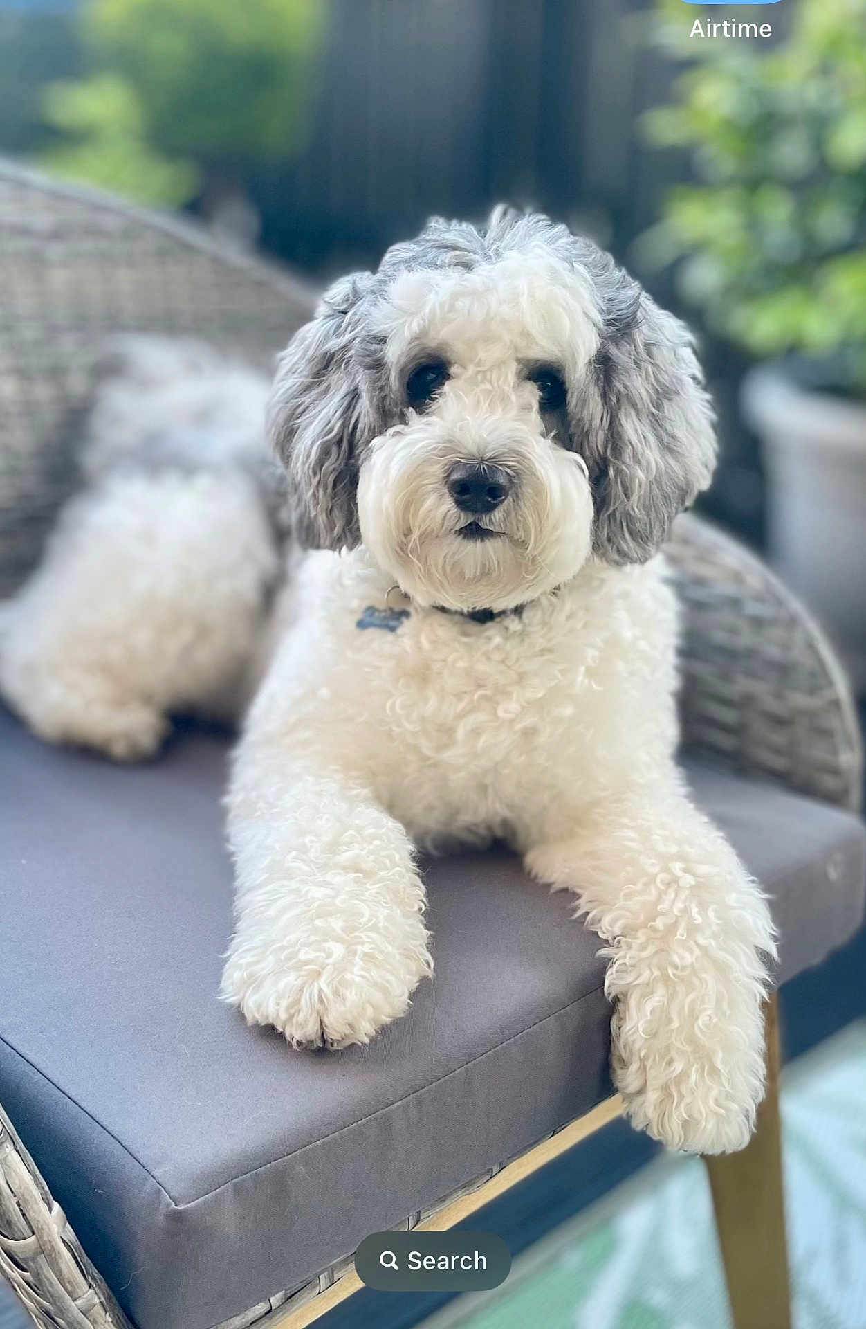 Benji