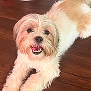 Baby is registered to the contest to win money with this photo: dog, pet, indoor, wooden_floor, toy, red_ball, happy, smiling, fur, small_dog, lying_down, brown, white, floor, animal, playful, domestic_animal, companion, cute, friendly