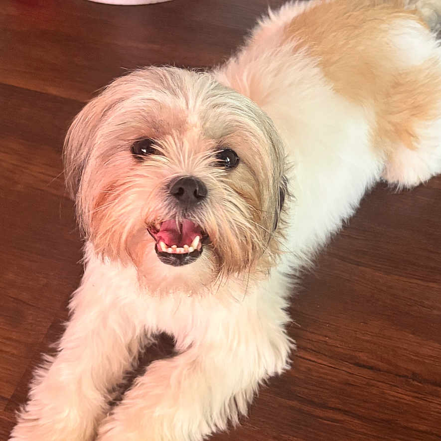 Baby is registered to the contest to win money with this photo: dog, pet, indoor, wooden_floor, toy, red_ball, happy, smiling, fur, small_dog, lying_down, brown, white, floor, animal, playful, domestic_animal, companion, cute, friendly