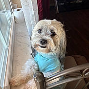 Buddy is registered to the contest to win money with this photo: dog, pet, fluffy, windowsill, curtain, toilet_paper, blue_shirt, indoor, furniture, metal_rail, marble_surface, cute, small_dog, looking_up, tongue_out, domestic_animal, animal_portrait, cozy, home, window