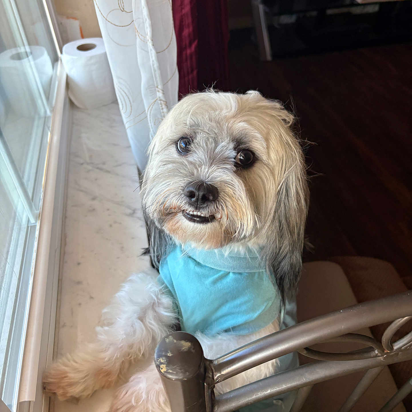 Buddy