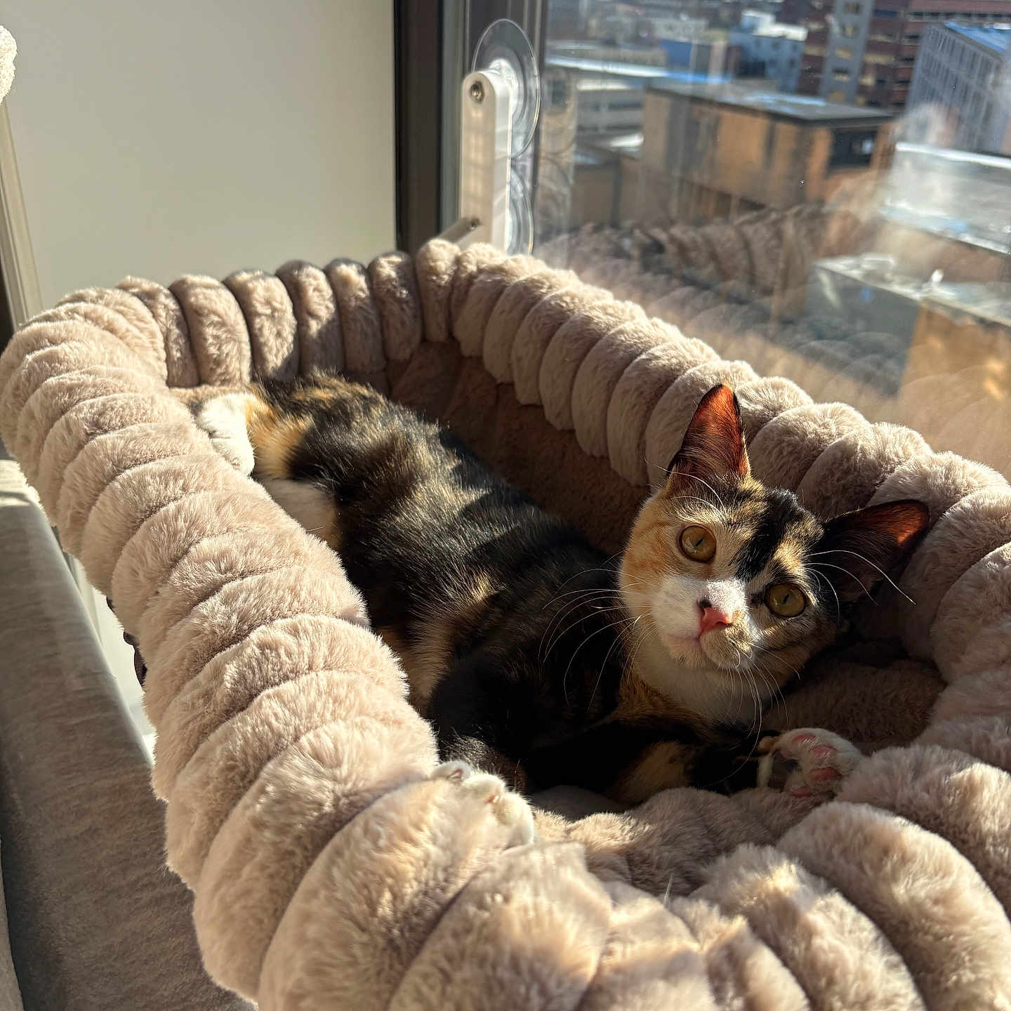Nala joined the competition — help win amazing prizes! animal, calico_cat, cat, cat_bed, cityscape, comfortable, cozy, curious, daylight, feline, fur, indoor, pet, plush, relaxing, soft, sunlight, urban, window, yellow_eyes