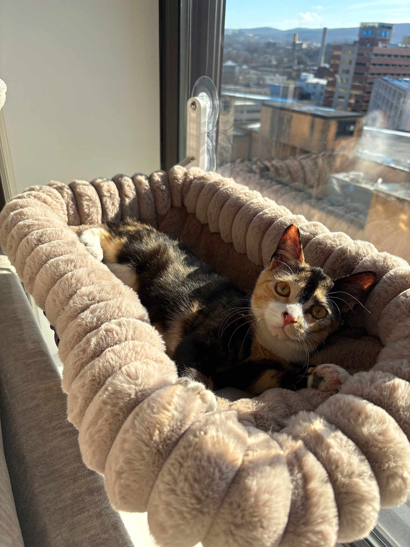 Nala joined the competition — help win amazing prizes! cat, calico_cat, pet, feline, cat_bed, plush, soft, window, sunlight, indoor, urban, cityscape, fur, animal, relaxing, cozy, curious, yellow_eyes, daylight, comfortable