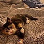 Nala joined the competition — help win amazing prizes! calico_cat, cat, pet, animal, feline, bed, blanket, cozy, indoor, relaxed, stretching, fur, whiskers, paws, texture, warm_lighting, home, comfort, resting, curious