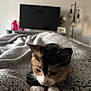 kitten, cat, calico, pet, blanket, indoor, cozy, fur, whiskers, paws, television, lamp, furniture, soft, relaxation, domestic, cute, animal, closeup, home