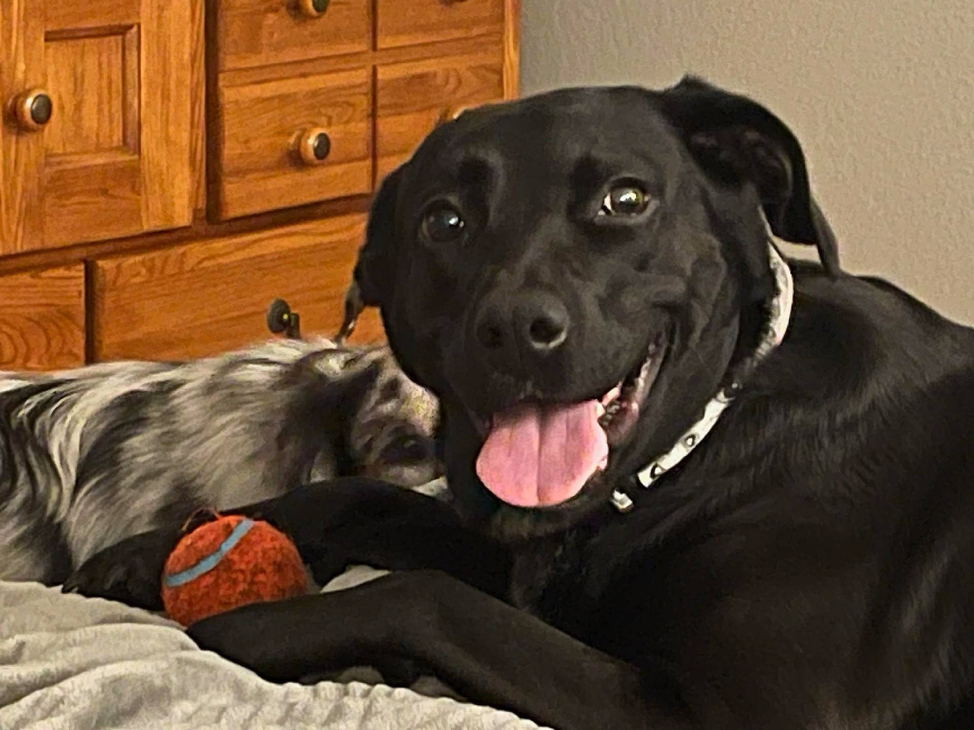 Eritrea is registered to the contest to win money with this photo: cabinetry, canidae, carnivore, comfort, companion_dog, dog, dog_breed, drawer, dresser, fur, gun_dog, hardwood, retriever, snout, sporting_group, varnish, whiskers, wood, wood_stain, working_animal