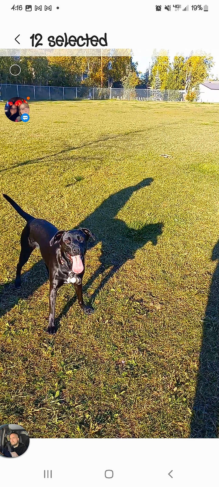 Eritrea joined the competition — help win amazing prizes! animal_sports, carnivore, collar, companion_dog, dog, dog_breed, dog_collar, dog_sports, dog_supply, grass, leash, pet_supply, rampur_greyhound, recreation, sighthound, sporting_group, sports, tail, tree, working_animal