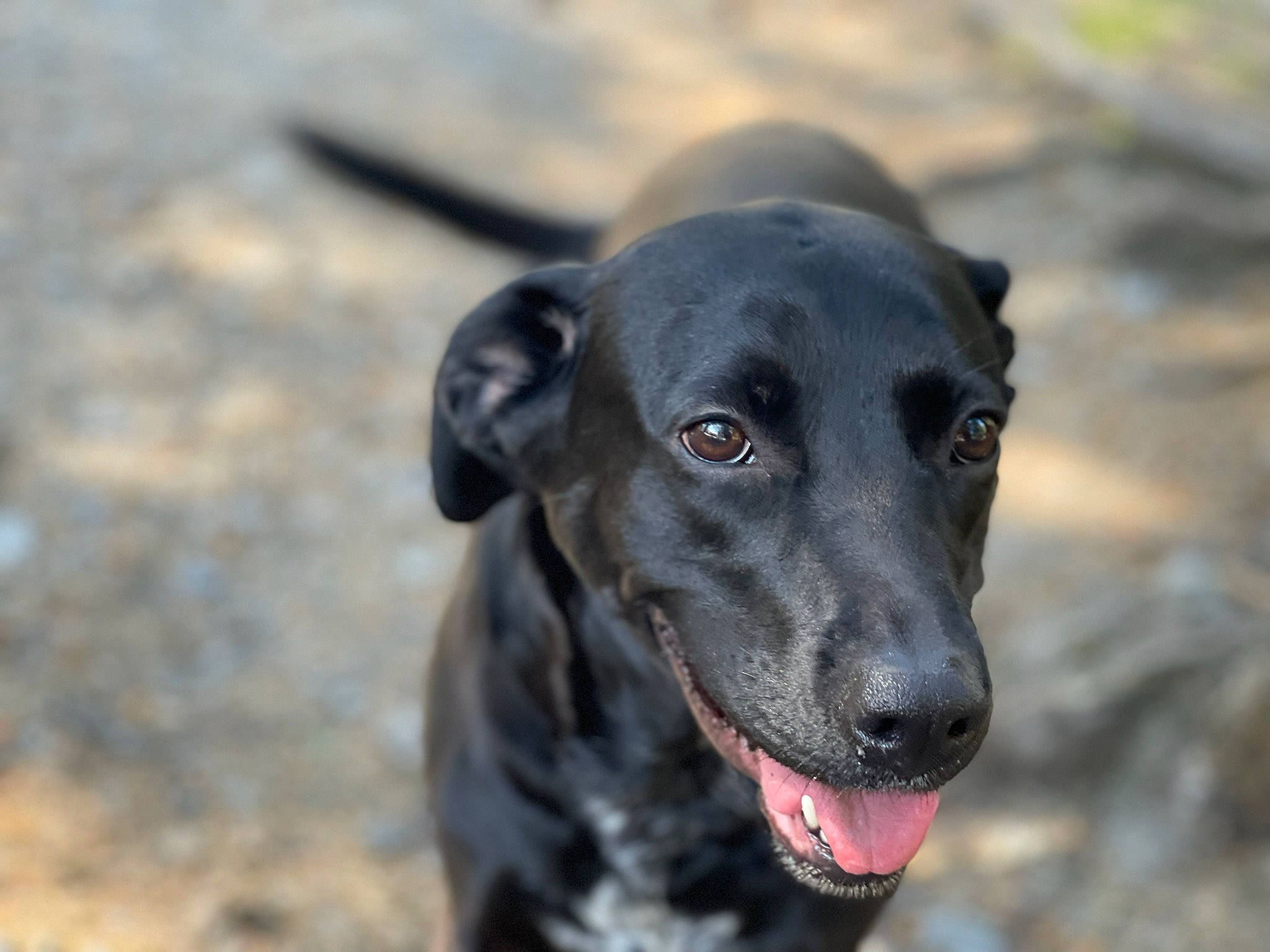 Eritrea is registered to the contest to win money with this photo: borador, canidae, carnivore, collar, companion_dog, dog, dog_breed, dog_collar, eye, guard_dog, gun_dog, hunting_dog, plant, retriever, snout, sporting_group, terrestrial_animal, whiskers, working_animal, working_dog