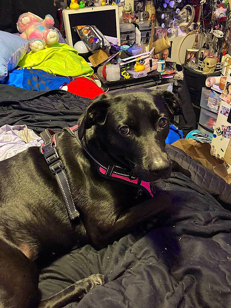 Eritrea is registered to the contest to win money with this photo: bag, baggage, canidae, carnivore, comfort, companion_dog, dog, dog_breed, dog_supply, fur, guard_dog, hat, snout, sporting_group, working_animal