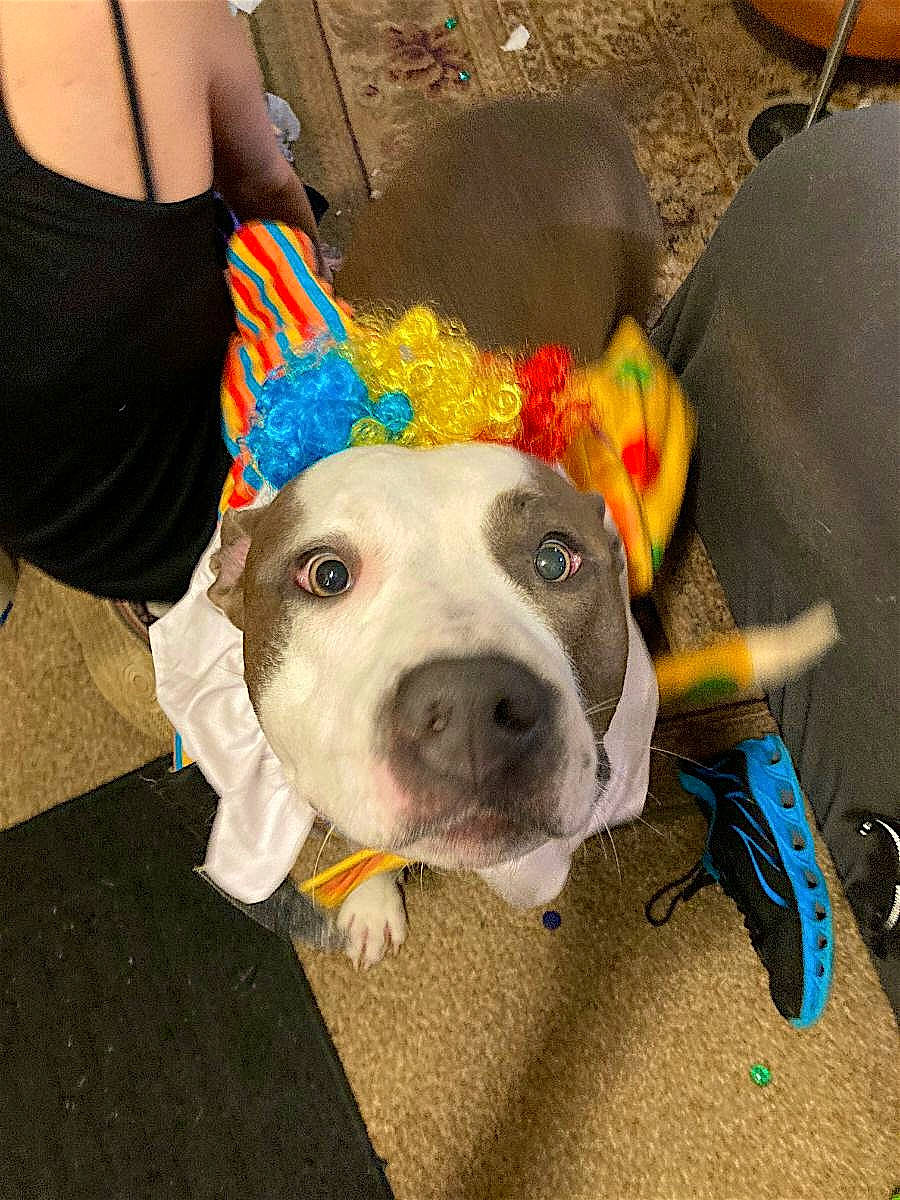 Mani is registered to the contest to win money with this photo: canidae, carnivore, collar, companion_dog, dog, dog_breed, dog_clothes, dog_collar, fashion_accessory, fawn, hat, human_leg, party_hat, party_supply, paw, personal_protective_equipment, recreation, snout, sporting_group, working_animal