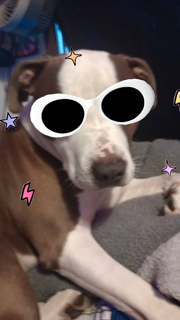 Mani is registered to the contest to win money with this photo: canidae, carnivore, companion_dog, dog, dog_breed, dog_supply, ear, eyewear, fawn, font, fur, glasses, goggles, personal_protective_equipment, snout, sporting_group, sunglasses, vision_care, whiskers, working_animal